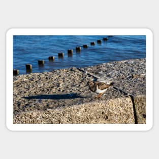 Ruddy turnstone Sticker